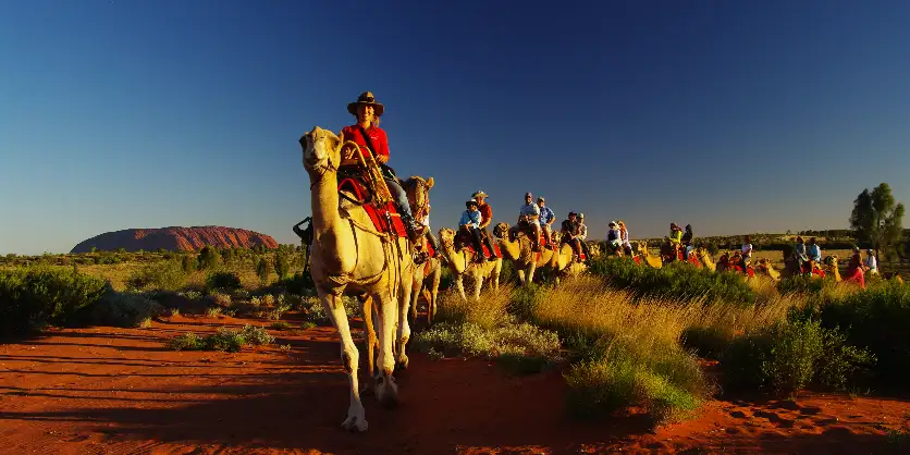 Uluru Sunset Camel Ride Experience