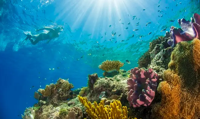 Passions Of Paradise - Great Barrier Reef Day Tour | Snorkel & Dive options