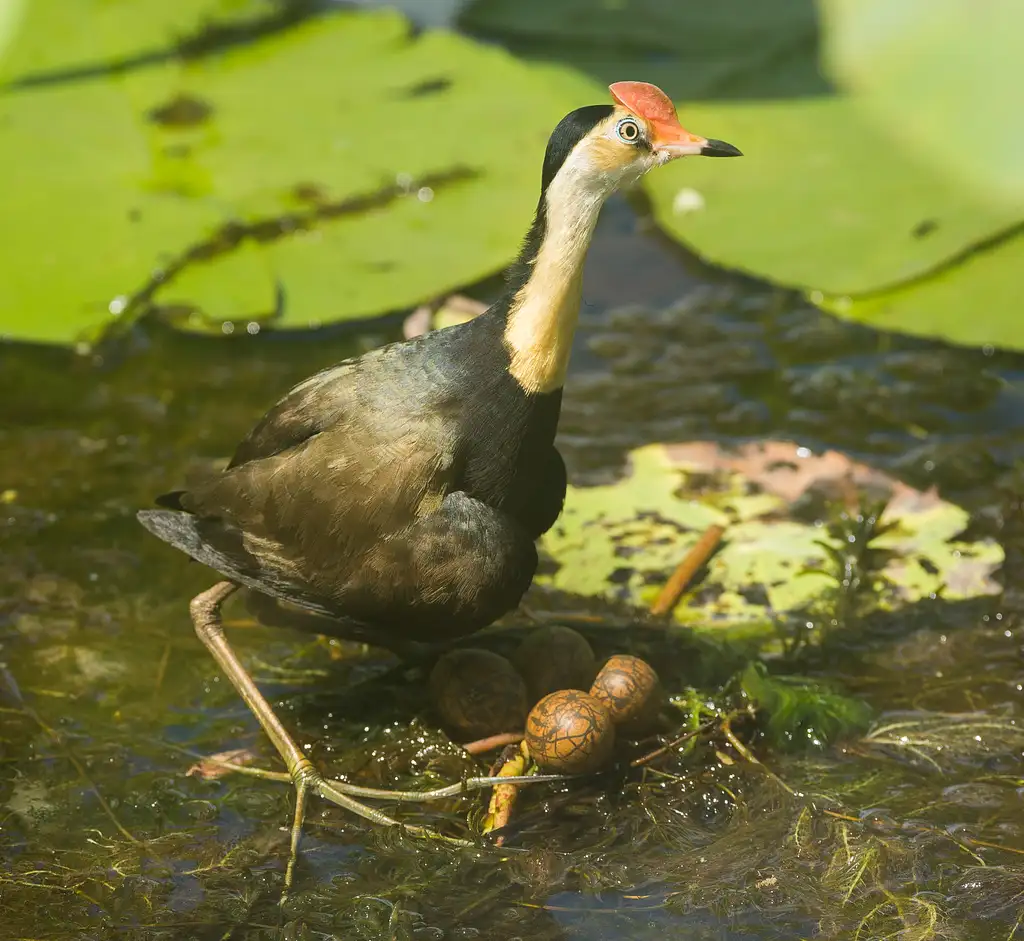 Darwin Wetland Experience