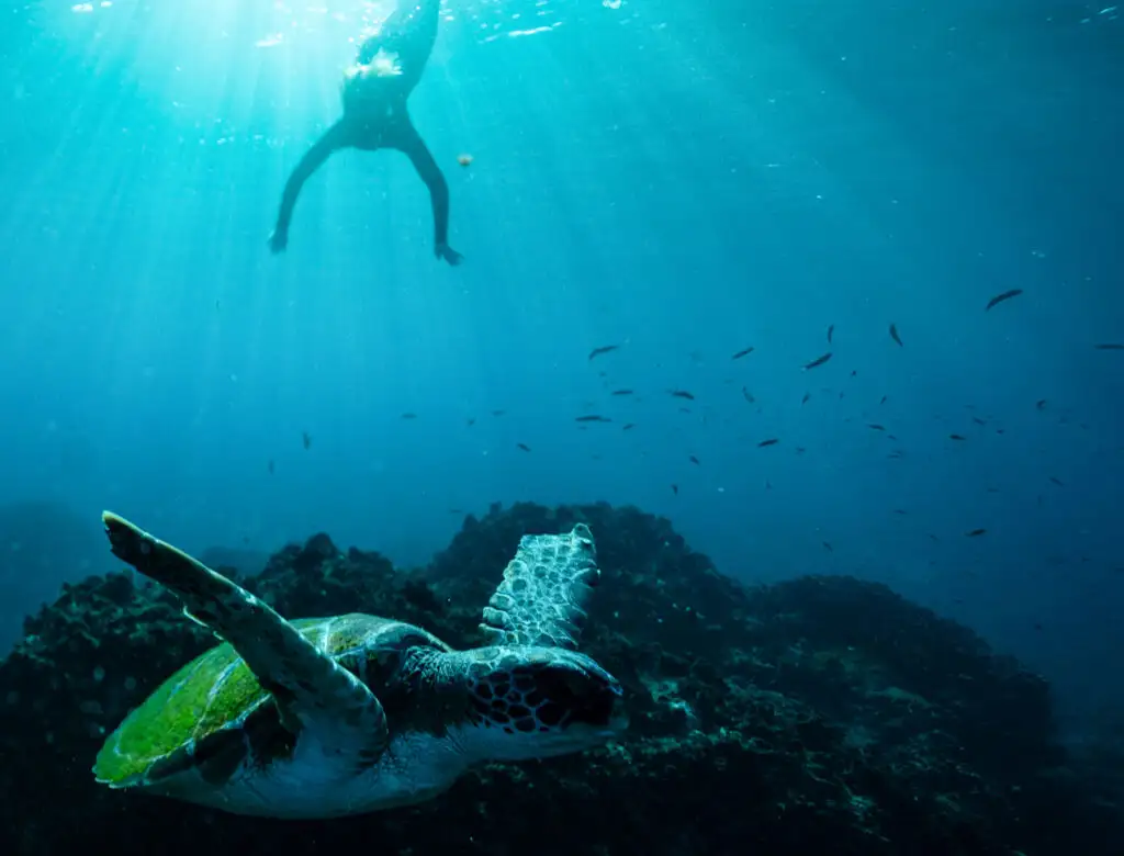 Julian Rocks Snorkeling Tour