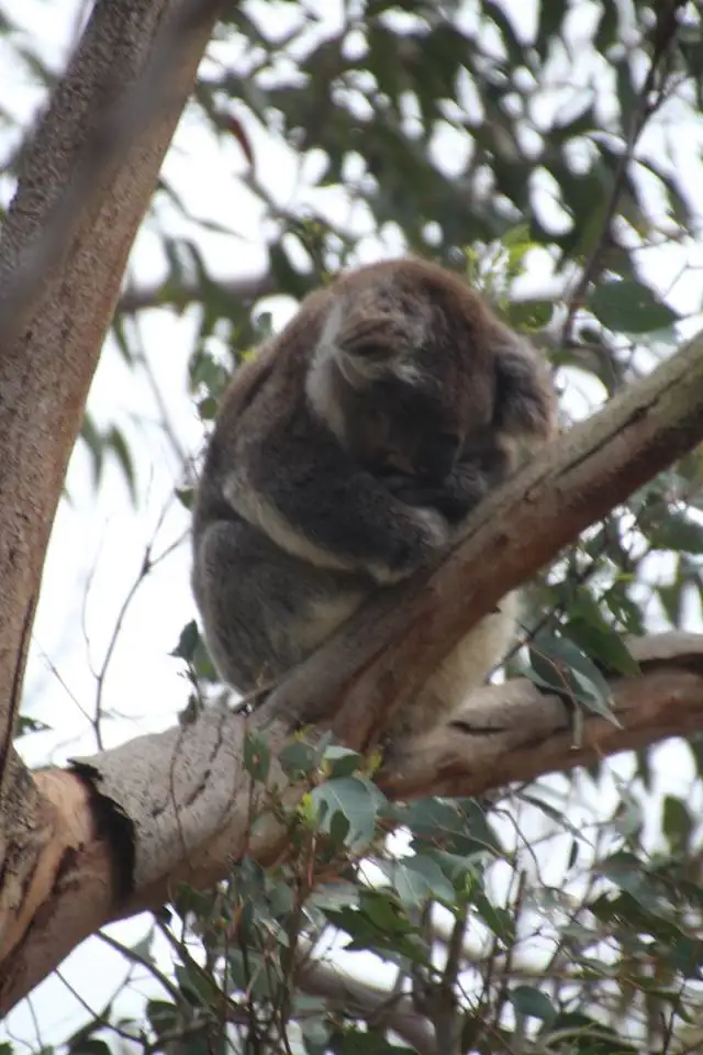 Yanchep National Park,  Pinnacles & Sandboarding