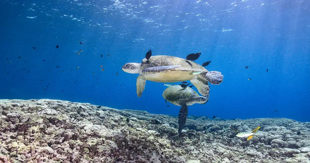 Flinders Reef Dive Trip - Sunshine Coast