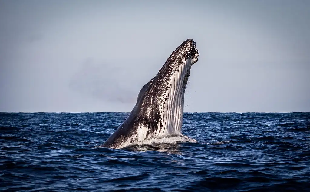 Sydney Whale Watching Adventure Cruise