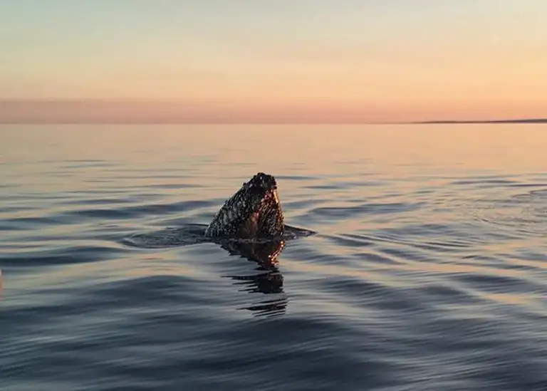 Ningaloo Reef Half Day Turtle Tour | Departing Exmouth