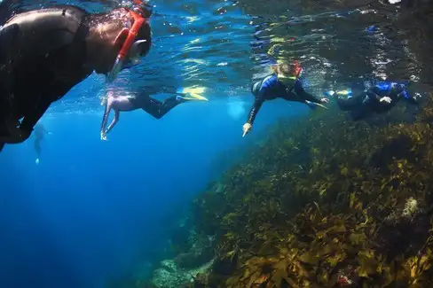 2 Hour Snorkel and Swim with Seals