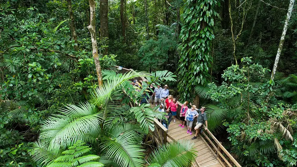 Daintree Rainforest & Chillagoe Caves 2 Day Package**Save $63pp**