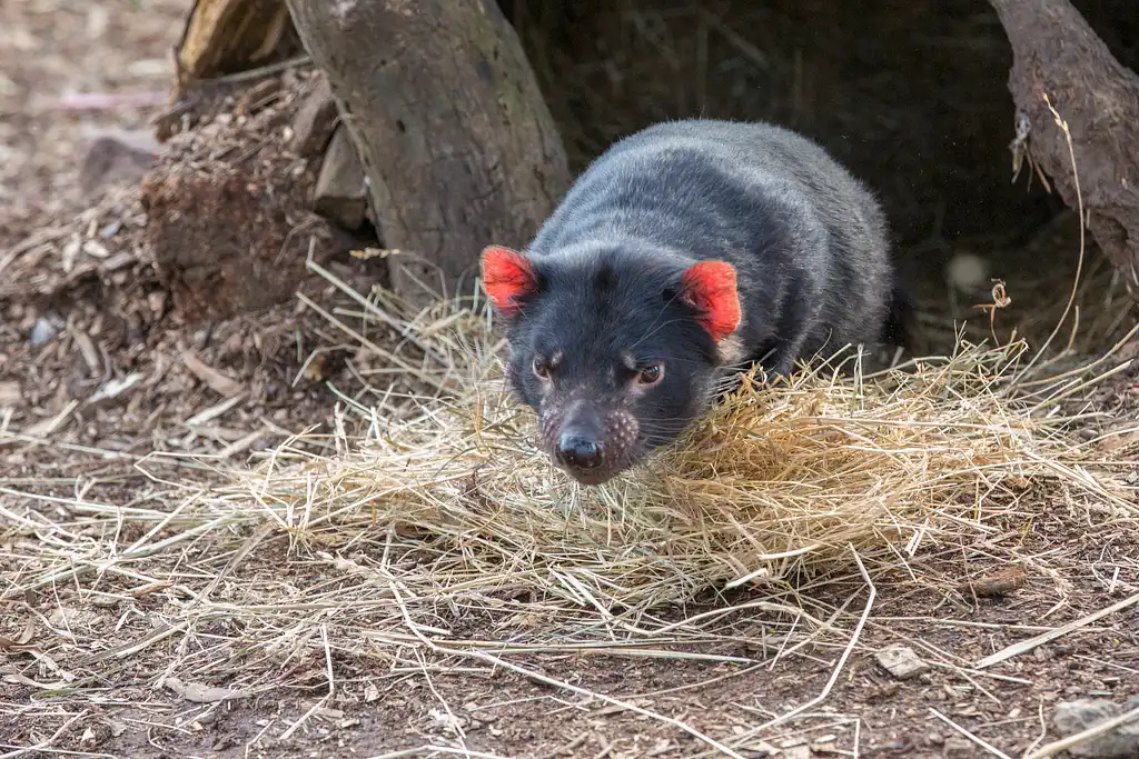 3 Day Tasmanian Highlights Tour – Hobart, Port Arthur and Bruny Island