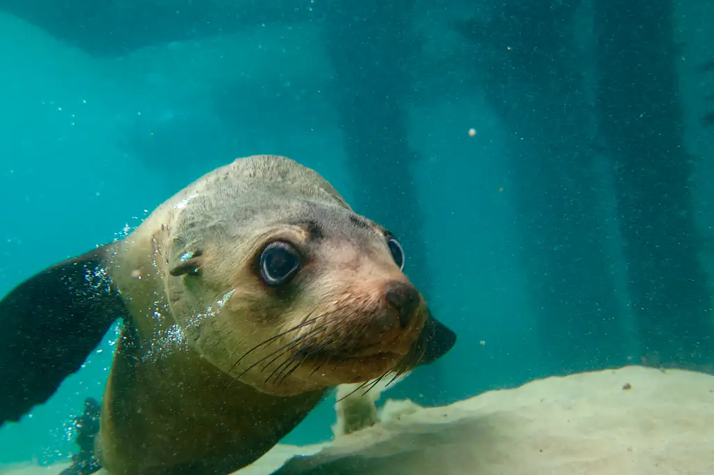 Great Reef Snorkel Tour - Swim with Dolphins and Seals