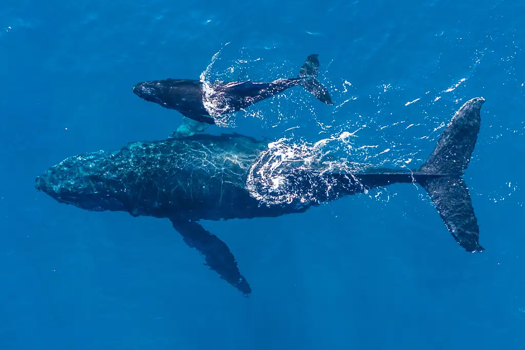 Safari-Style Whale Watching