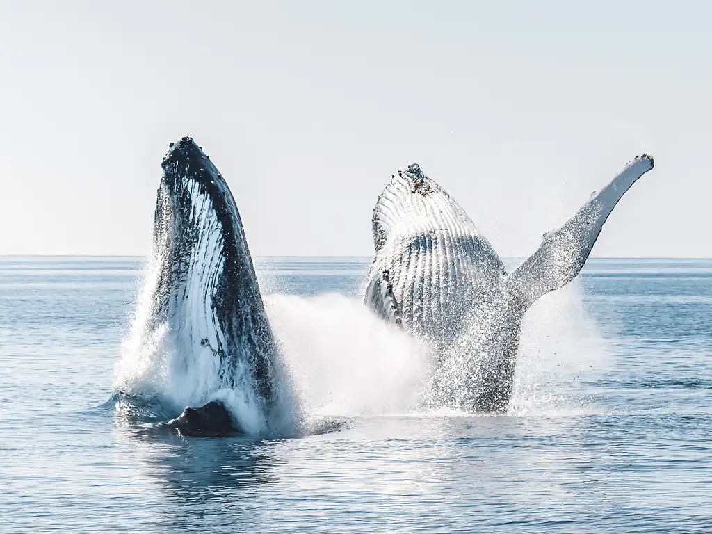 K'gari Island Whales & Beaches Half Day Tour (July to October)