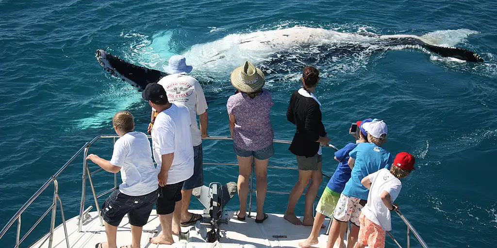 Whale Watching & Sunset Cruise | Broome