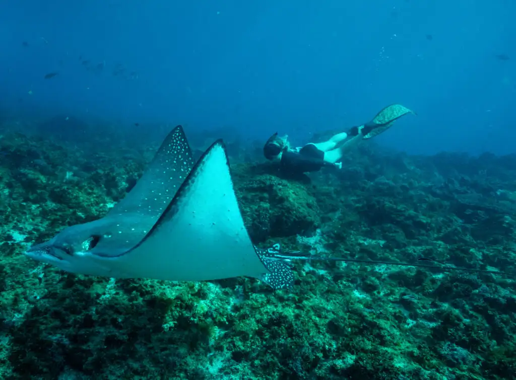 Julian Rocks Snorkeling Tour