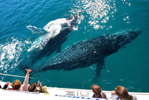 Hervey Bay Whale Watching Tour Discount | Backpacker Deals