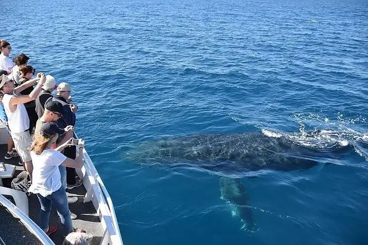 Sunshine Coast Whale Watching Cruise