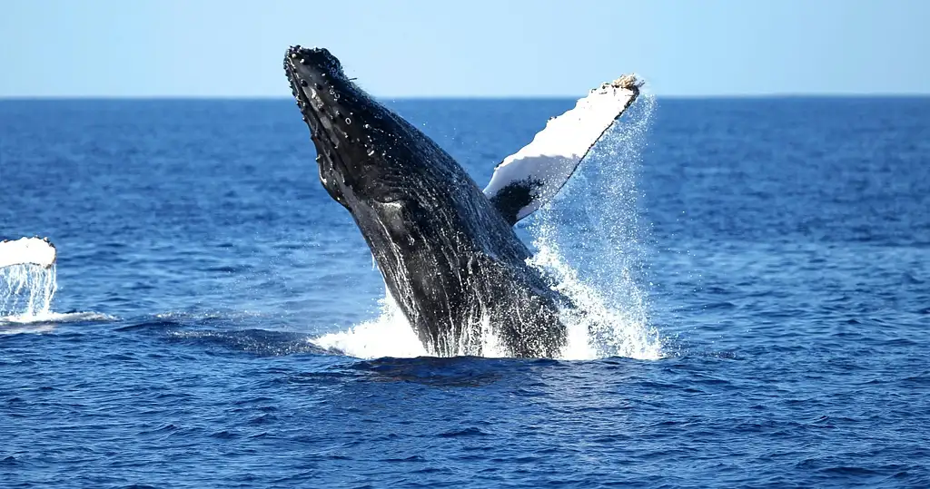 Wild Humpback Whales Tour with Flower Ceremony | Oahu