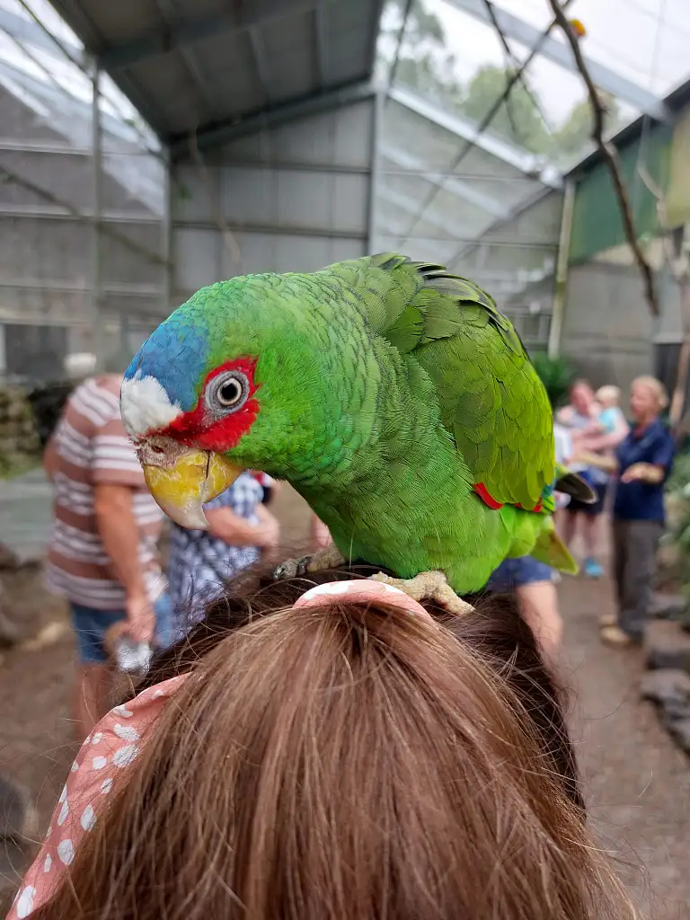 Maleny Botanic Gardens & Bird World Entry