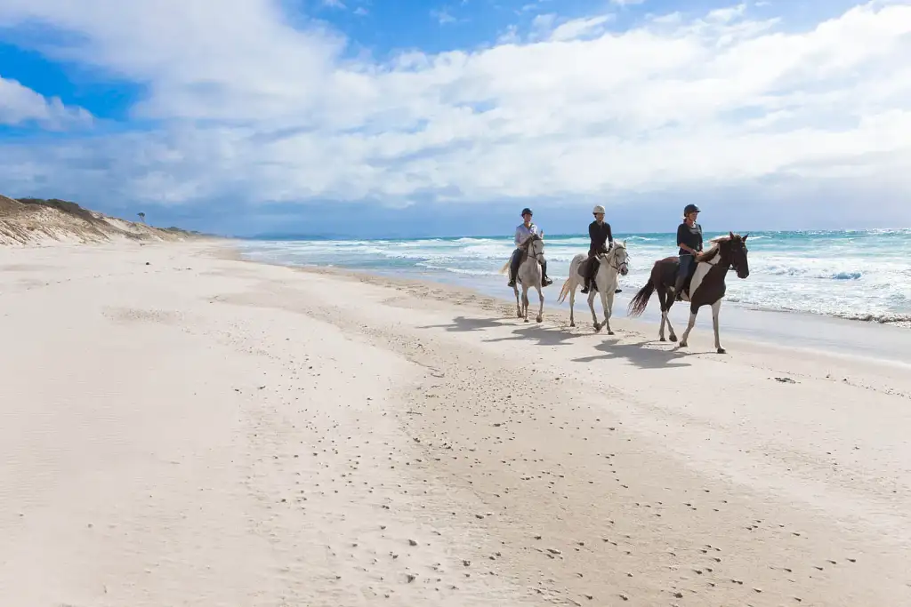 Auckland Beach Horse Riding & Wine Tasting