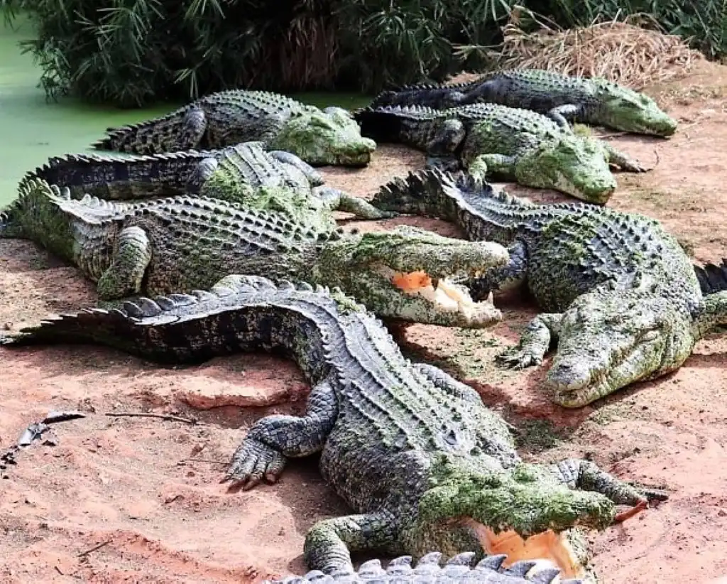 Malcolm Douglas Crocodile Park Tour Including Transportation