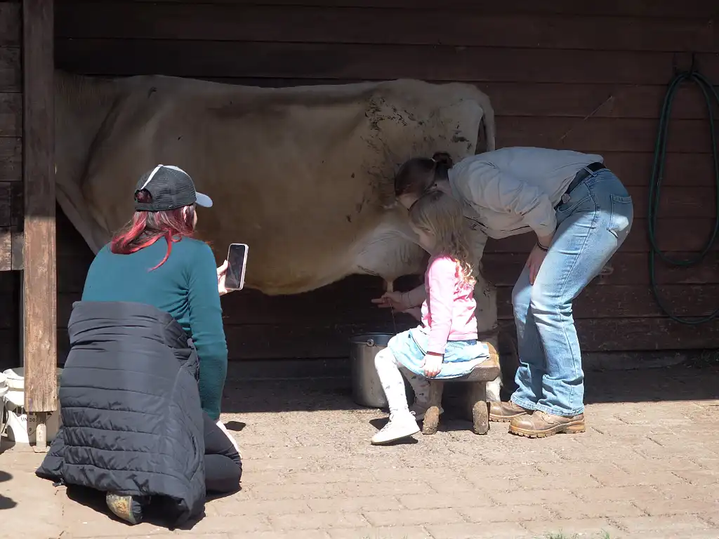 Phillip Island Penguin Parade & Churchill Island Farm Bus Tour