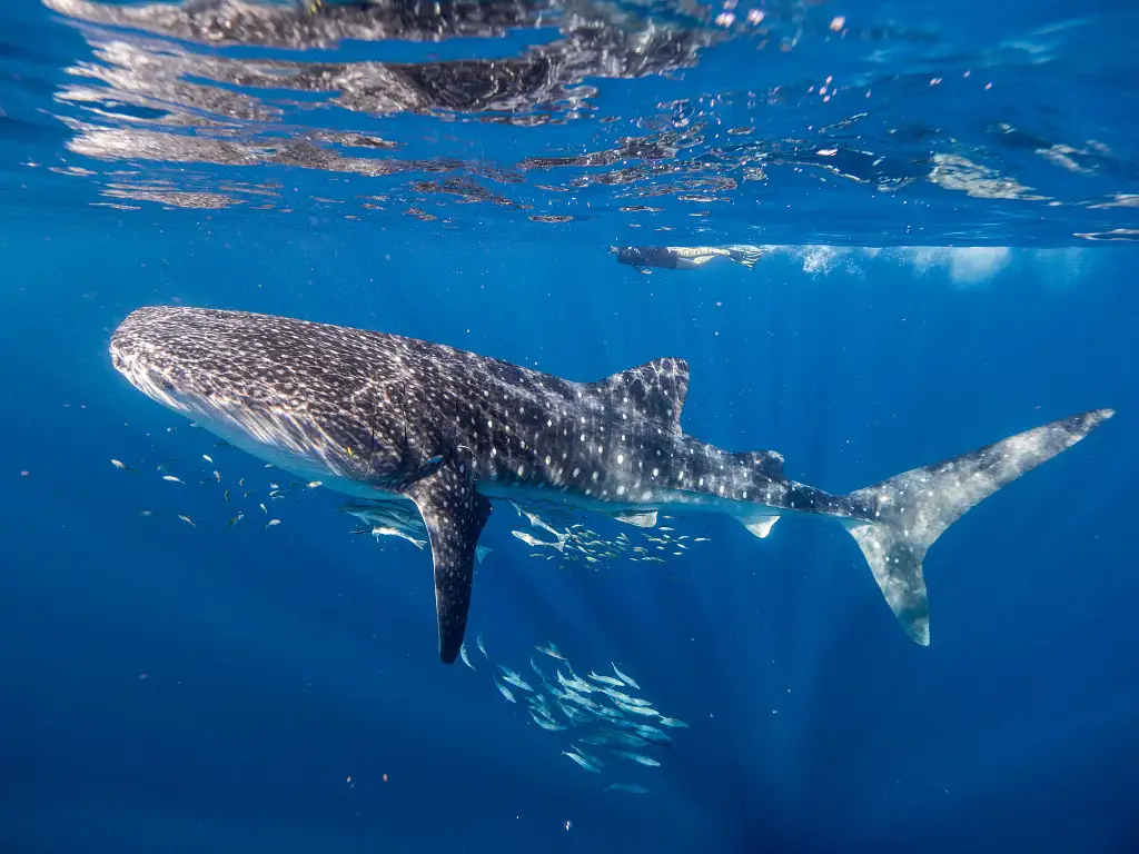 Deluxe Whale Shark Swim Tour | Departing Exmouth