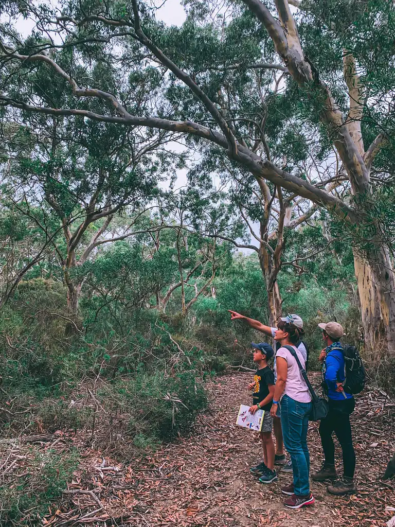 Kangaroo Island Koala Walking Tour