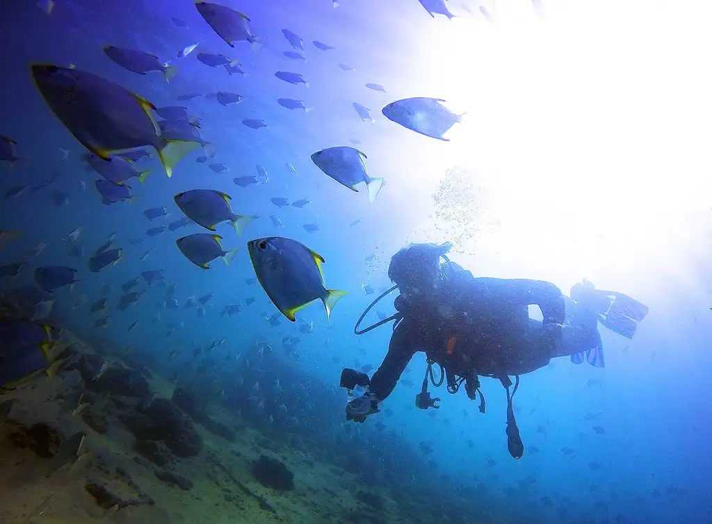 Gold Coast Single Dive