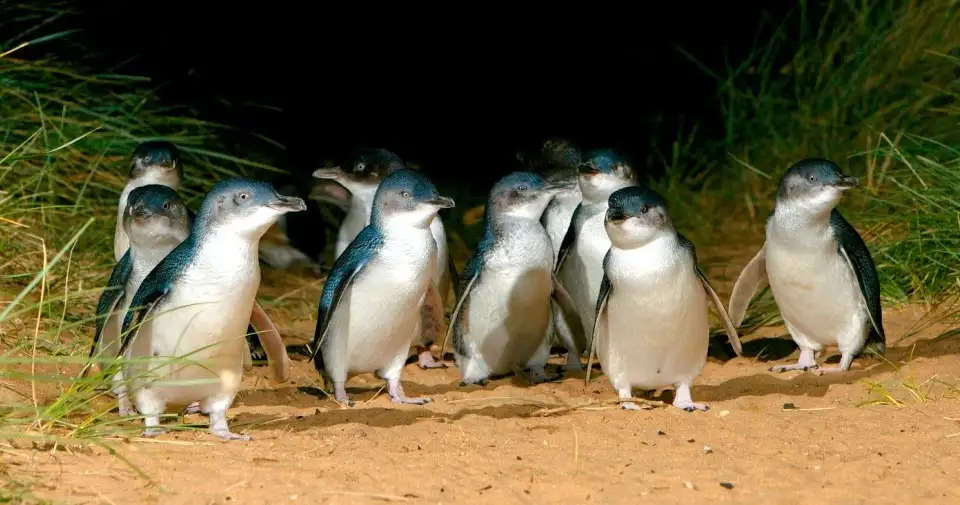 Phillip Island Penguin Parade Small Group Eco Tour (with Brighton Beach Boxes & Moonlit Sanctuary Entry)