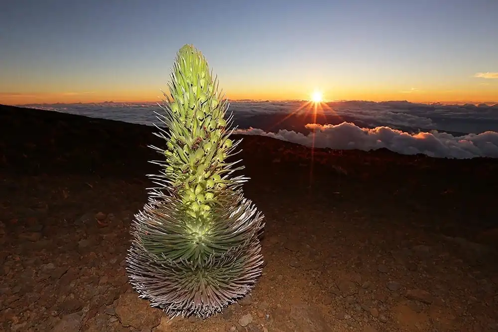 Haleakala Sunrise Tour with Breakfast - From Maui