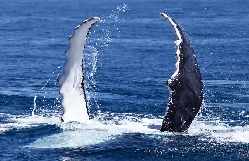 Coral Bay Whale Watching Tour