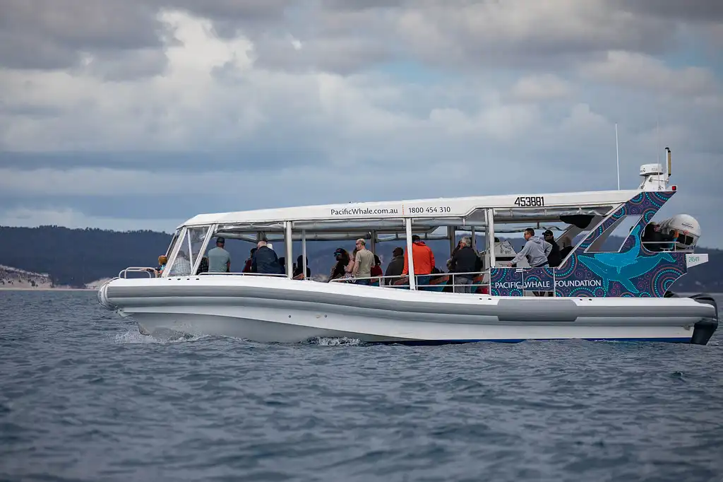 Hervey Bay Ultimate Whale Watch - Small Group EcoTour