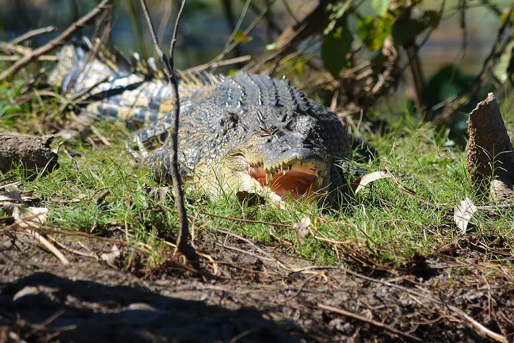 Top End Wildlife & Nature Tour