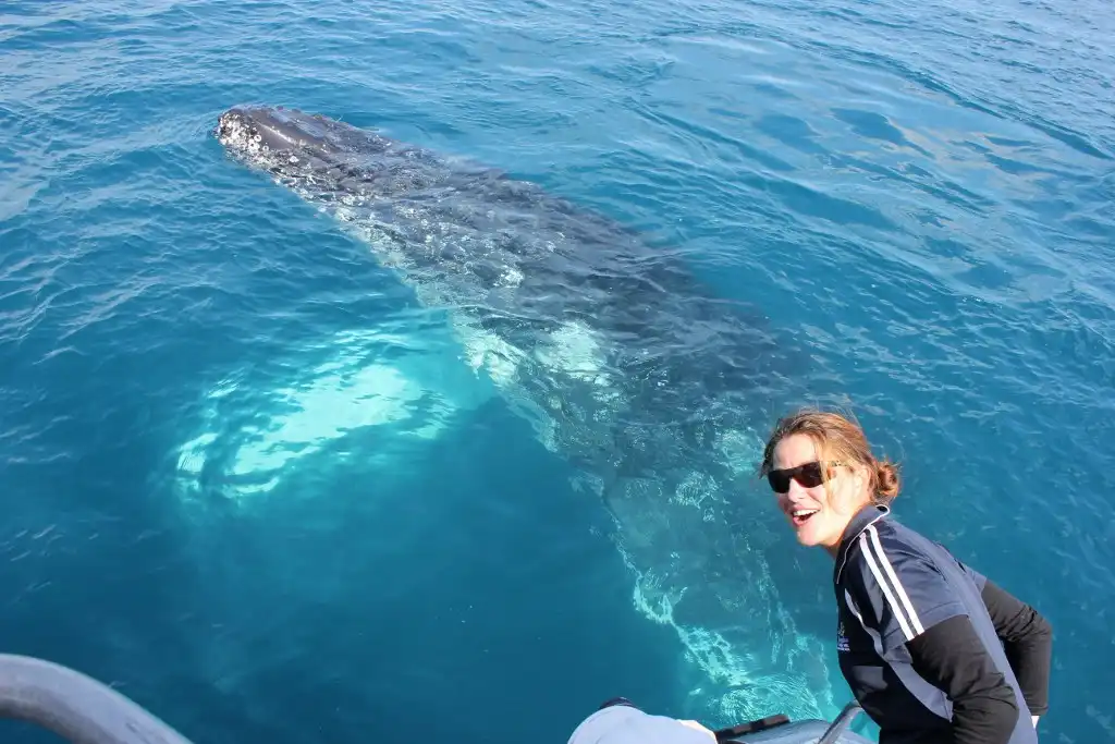 Premium Whale Watching Tour - Hervey Bay