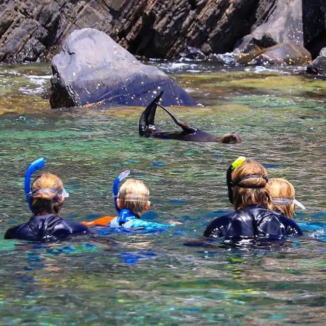 Kangaroo Island Ocean Safari - Snorkelling Tour with Dolphins and Seals