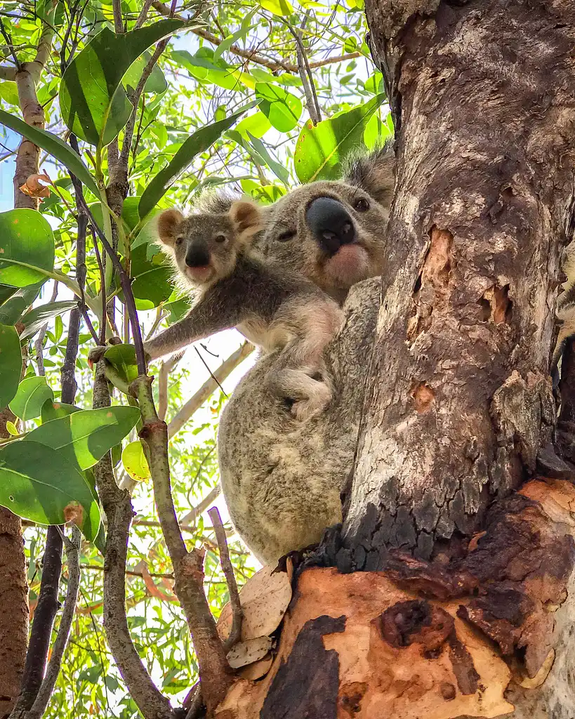 8 Day Brisbane to Sydney Tour (Galah) | Stray