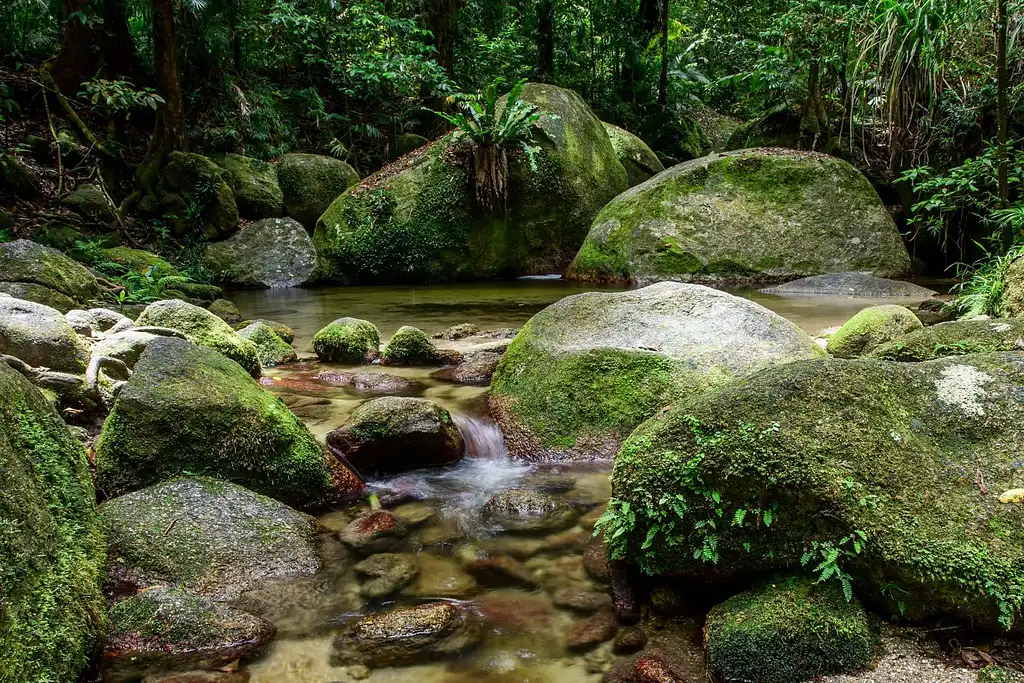 Ngadiku Dreamtime Walk | Mossman Gorge + Daintree Cruise