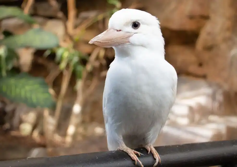 Admission To Wildlife Habitat | Port Douglas