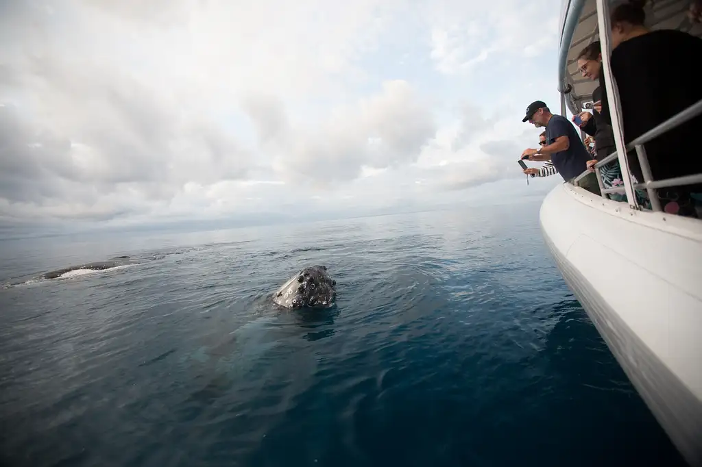 Hervey Bay Ultimate Whale Watch EcoTour (guaranteed sightings start 15 Jul - 9 Oct 2025)