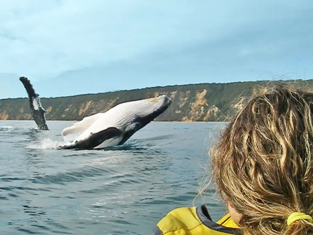 Dolphin View Kayak + Great Beach Drive Adventure - Rainbow Beach Tour