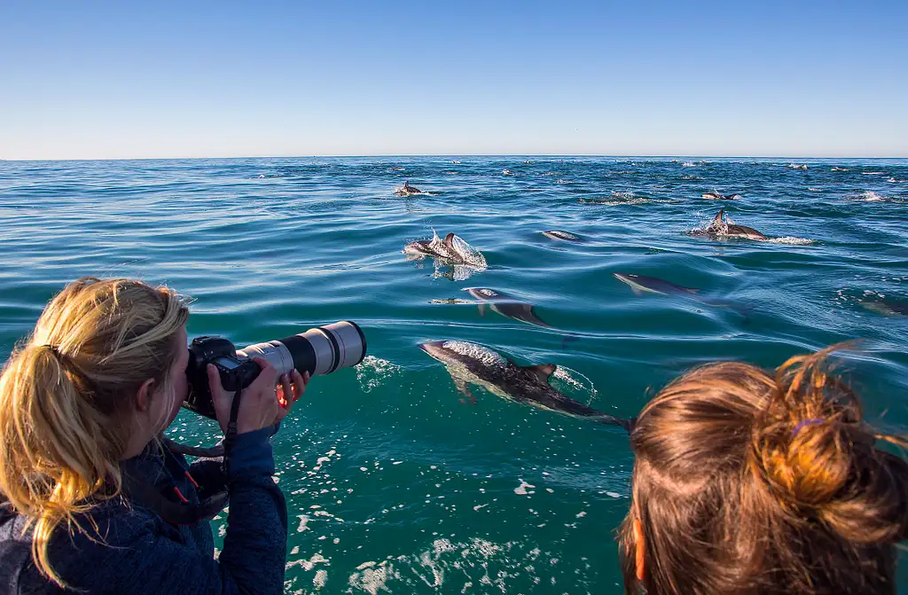 Dolphin Encounter In Kaikoura | Swim or Spectator Options