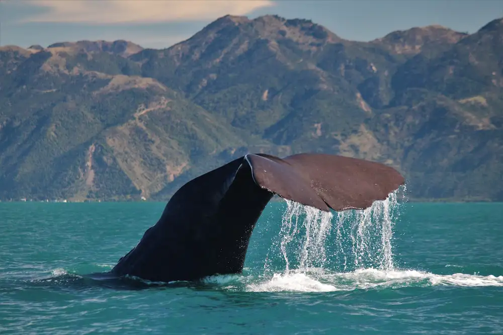 Kaikoura Whale Watching Tour