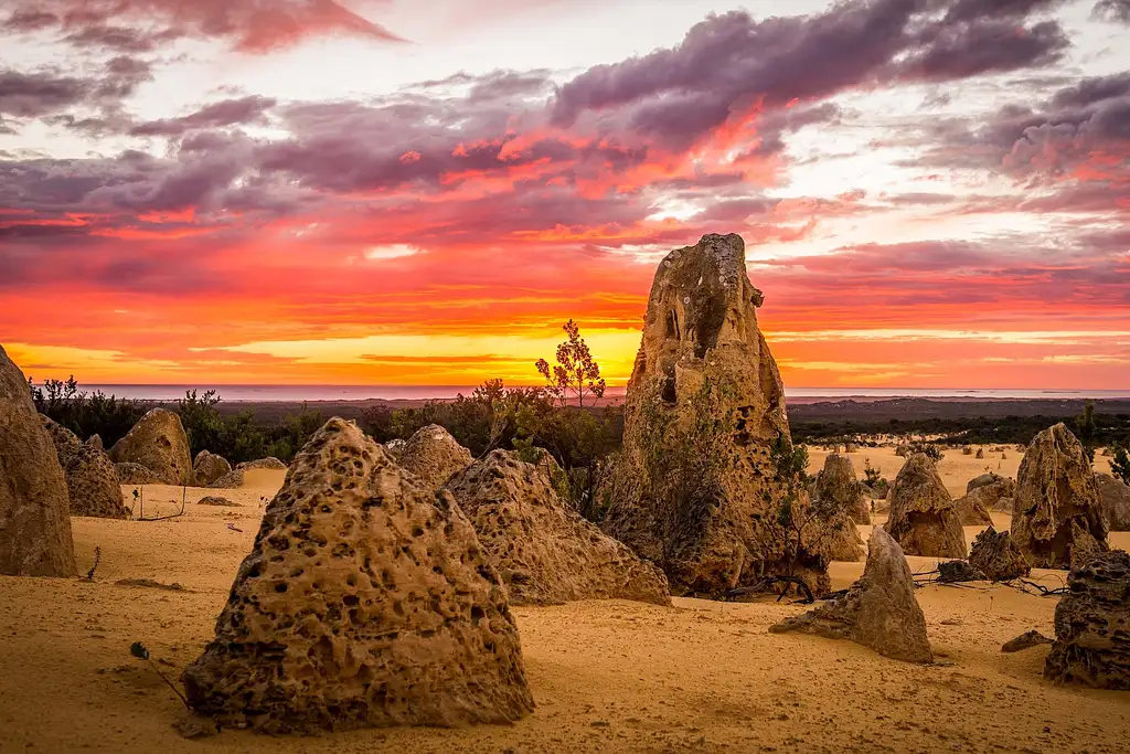 Pinnacles Sunset, Stargazing & Wildlife Day Tour With Dinner