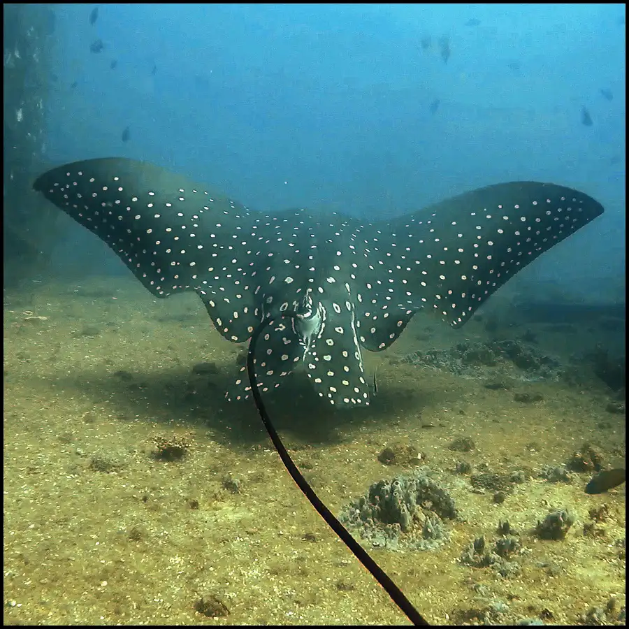 Ex-HMAS Brisbane Double Dive