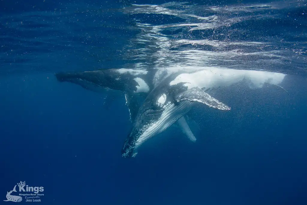 Whale Shark & Humpback Whale Eco Tour (Aug-Sept) | Departing Exmouth