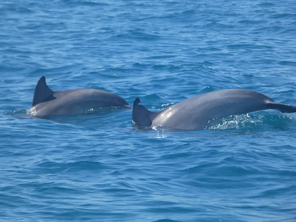 Hervey Bay Nature Cruise