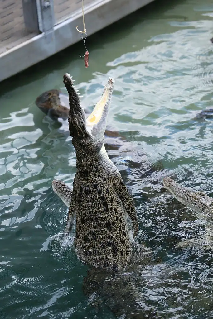 Crocosaurus Cove Entry And Big Croc Feed Experience