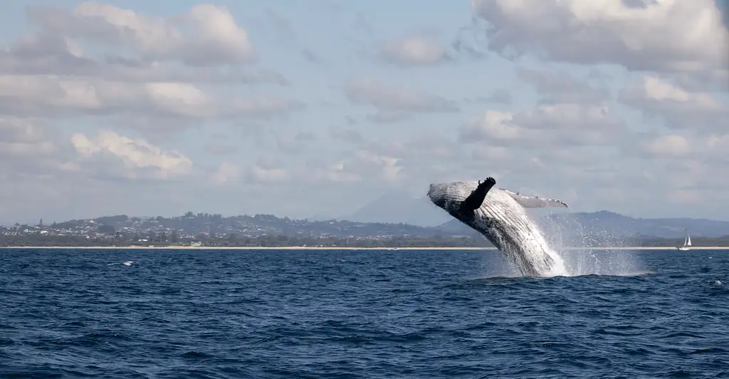 Whale Watching Tour Byron Bay