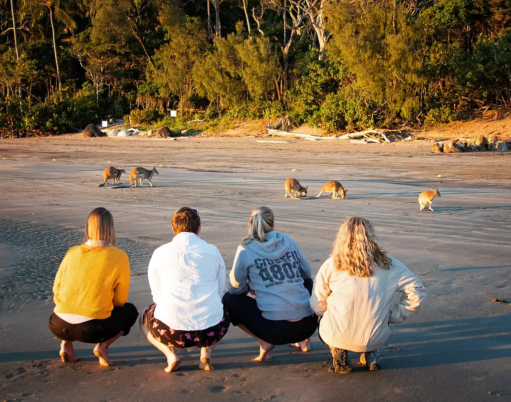 Kangaroos on the Beach at Sunrise & Wildlife Tour