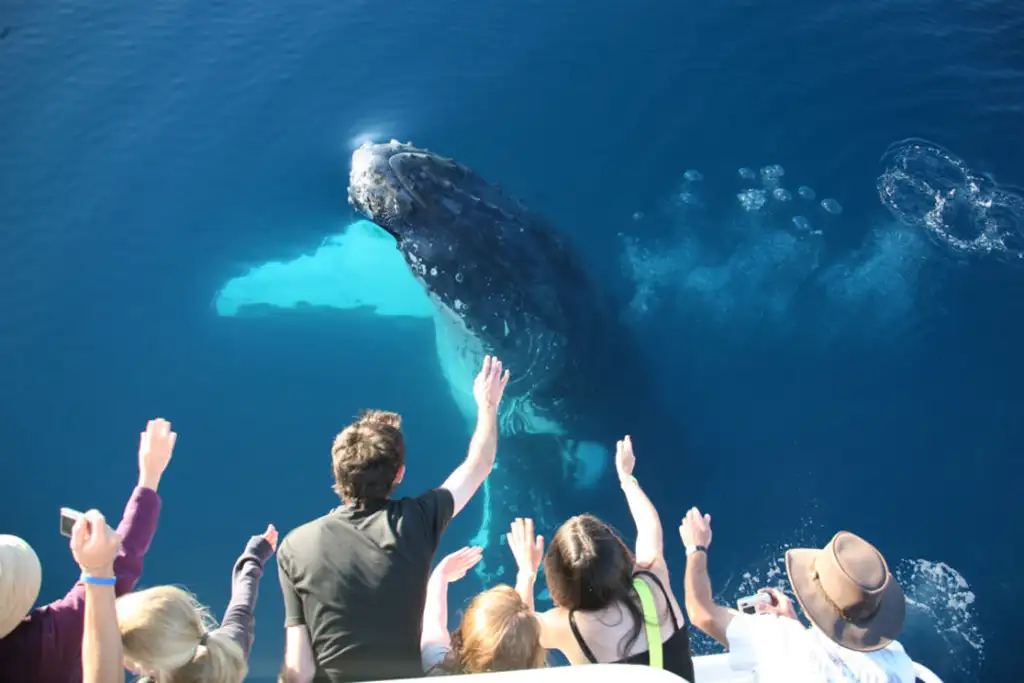 K'gari (Fraser) Island Whale Watching Encounter - Departing Hervey Bay