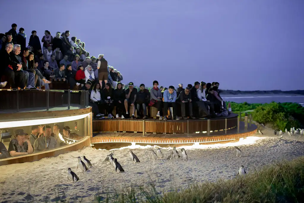 Mornington Peninsula and Penguin Parade - Day Tour