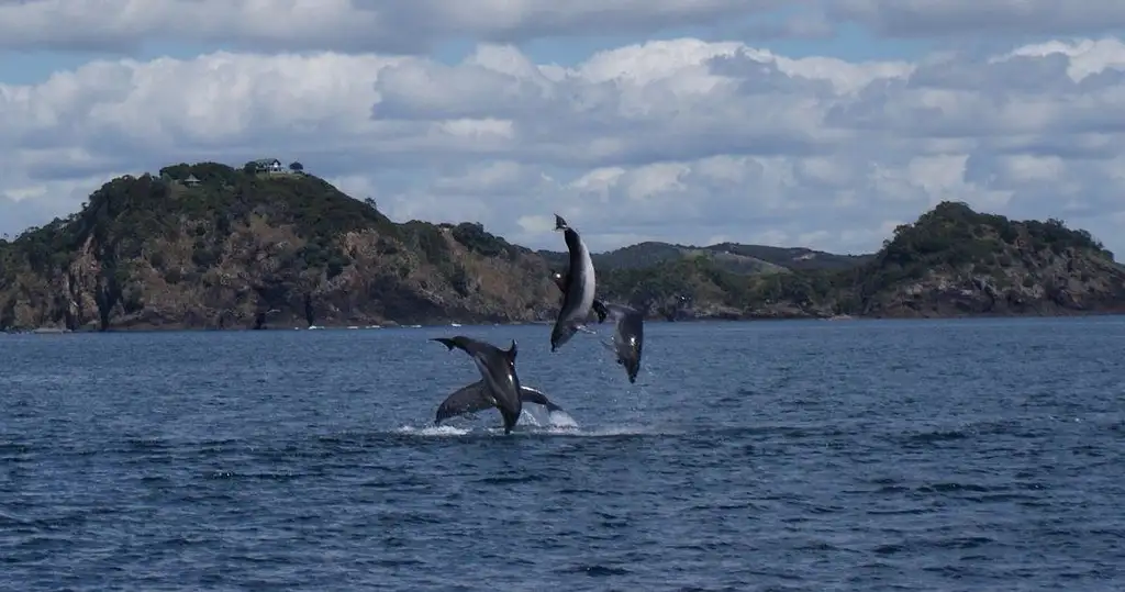 Bay of Islands Jet Ski Explorer